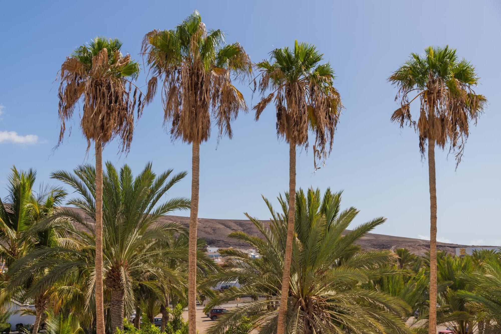 Palm Beach Fuerteventura Tarajalejo Buitenkant foto